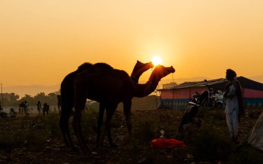 Pushkar, Rajasthan / India - November 2019 : Portrait of camels participated in pushkar camel fair 