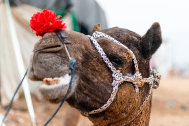 Puşkar, Rajasthan / Hindistan - Kasım 2019: deve başı