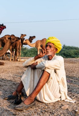Pushkar, Rajasthan / India - November 2019 : Portrait of an old rajasthani man smoking at fair ground in yellow turban and ethnic rajasthan white dress for male with camels in the background