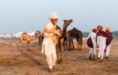 Pushkar, Rajasthan / India - November 2019 : Portrait of camel traders participating with their camels in pushkar camel fair in traditional white rajasthani dress and colorful pagadi (Turban) on their head 