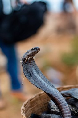 Pushkar, Rajasthan / India - November 2019 : Portrait of Indian cobra snake