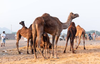 Pushkar, Rajasthan / India - November 2019 : Portrait of camels participated in pushkar camel fair 