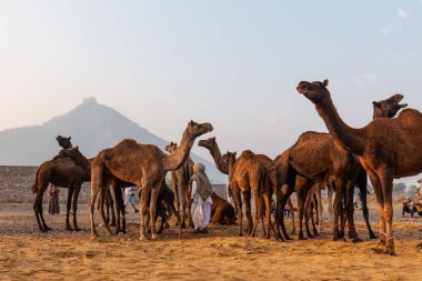 Pushkar, Rajasthan / India - November 2019 : Portrait of camels participated in pushkar camel fair 