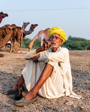 Pushkar, Rajasthan / India - November 2019 : Portrait of an old rajasthani man smoking at fair ground in yellow turban and ethnic rajasthan white dress for male with camels in the background
