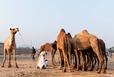 Pushkar, Rajasthan / India - November 2019 : Portrait of camel traders participating with their camels in pushkar camel fair in traditional white rajasthani dress and colorful pagadi (Turban) on their head 