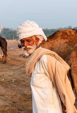Pushkar, Rajasthan / India - November 2019 : Portrait of camel traders participating with their camels in pushkar camel fair in traditional white rajasthani dress and colorful pagadi (Turban) on their head 