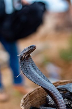 Pushkar, Rajasthan / India - November 2019 : Portrait of Indian cobra snake