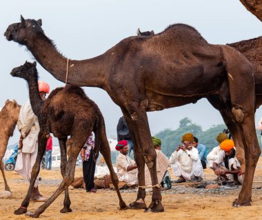 Pushkar, Rajasthan / Hindistan - Kasım 2019: Pulkar deve fuarı 2019. Yerel halk