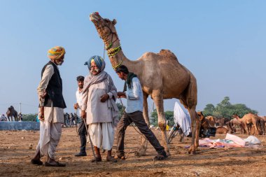 Puşkar, Rajasthan / Hindistan - Kasım 2019: Hintliler develer fuarında 2019.