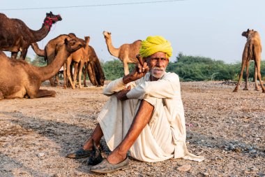 Pushkar, Rajasthan / India - November 2019 : Portrait of an old rajasthani man smoking at fair ground in yellow turban and ethnic rajasthan white dress for male with camels in the background