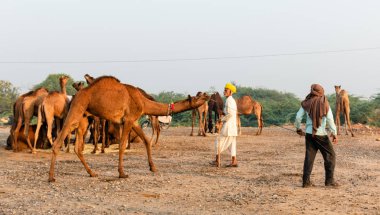 Pushkar, Rajasthan / India - November 2019 : Portrait of camel traders participating with their camels in pushkar camel fair in traditional white rajasthani dress and colorful pagadi (Turban) on their head 