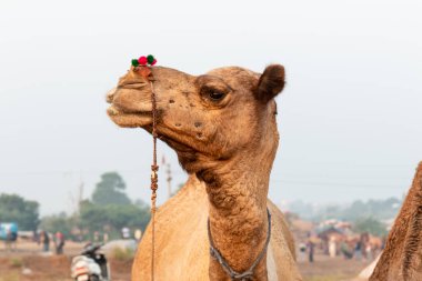Pushkar, Rajasthan / India - November 2019 : Portrait of indian camels participating in camel fair