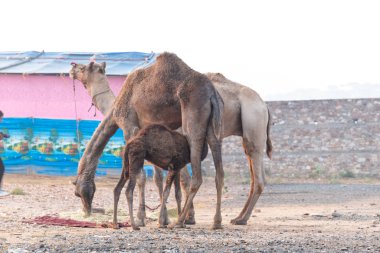Pushkar, Rajasthan / India - November 2019 : Portrait of camels participated in pushkar camel fair 