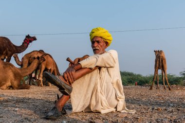 Pushkar, Rajasthan / India - November 2019 : Portrait of an old rajasthani man smoking at fair ground in yellow turban and ethnic rajasthan white dress for male with camels in the background