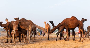 Pushkar, Rajasthan / India - November 2019 : Portrait of camels participated in pushkar camel fair 