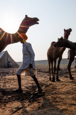 Puşkar, Rajasthan / Hindistan - Kasım 2019: Hintliler develer fuarında 2019.