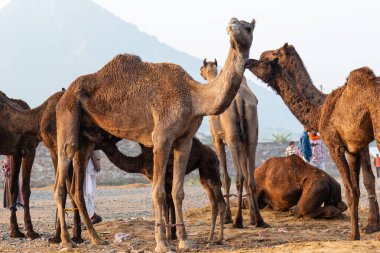 Pushkar, Rajasthan / India - November 2019 : Portrait of camels participated in pushkar camel fair 