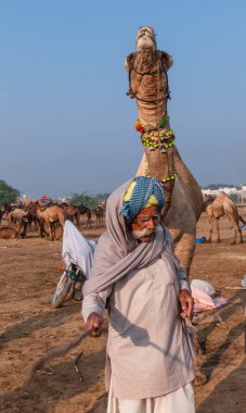 Pushkar, Rajasthan / India - November 2019 : Portrait of rajasthani camel owner/trader in colorful turban and white dress with big mustache participating in camel trading fair