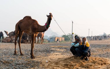Pushkar, Rajasthan / India - November 2019 : Portrait of camel traders participating with their camels in pushkar camel fair in traditional white rajasthani dress and colorful pagadi (Turban) on their head 