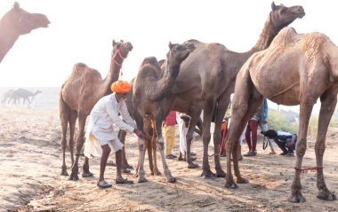 Pushkar, Rajasthan / Hindistan - Kasım 2019: Pulkar deve fuarı 2019. Develeri olan yerel bir adam.