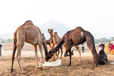 Pushkar, Rajasthan / India - November 2019 : Portrait of camels participated in pushkar camel fair 