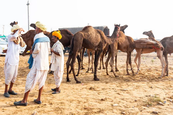 Pushkar Rajastão Índia Novembro 2019 Indianos Feira Camelos Pushkar 2019 — Fotografia de Stock