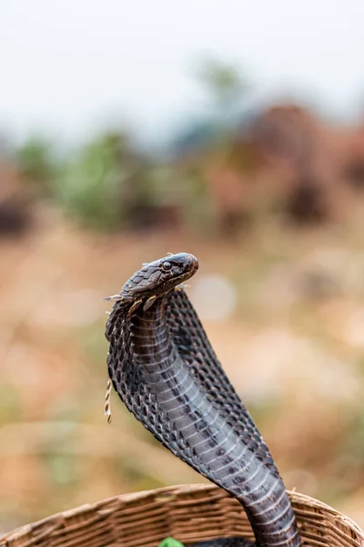 Pushkar Rajasthan India November 2019 Portrait Indian Cobra Snake — Stockfoto