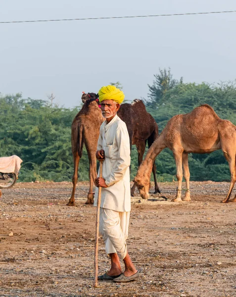 Pushkar Rajasthan India November 2019 Portrait Camel Traders Participating Camels — стокове фото
