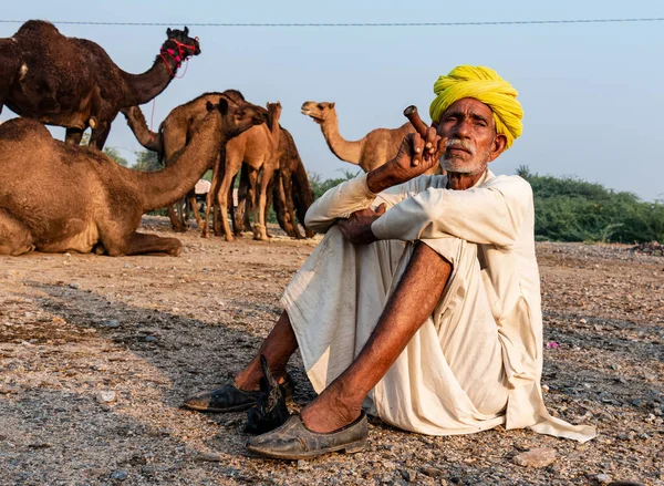 Pushkar, Rajasthan / India - November 2019 : Portrait of an old rajasthani man smoking at fair ground in yellow turban and ethnic rajasthan white dress for male with camels in the background