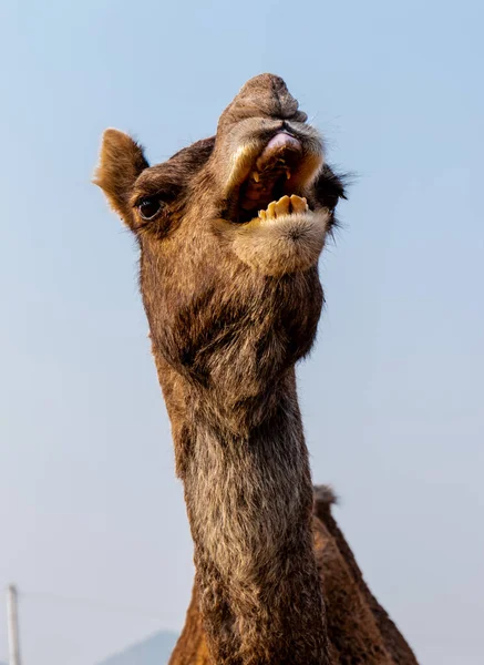 Pushkar Rajastão Índia Novembro 2019 Retrato Camelos Participou Feira Camelos — Fotografia de Stock