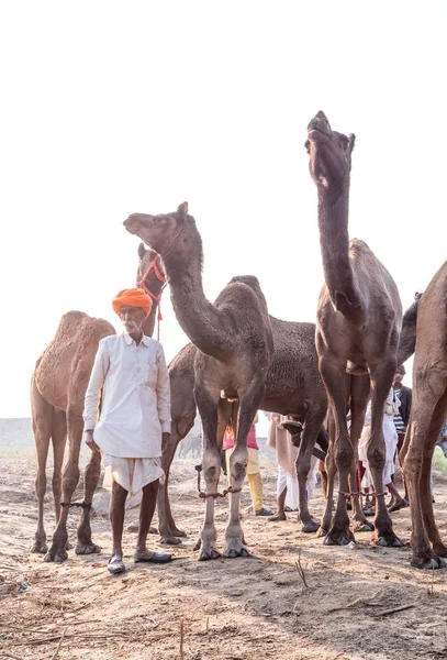 Pushkar Rajasthan India 2019年11月 Pushkar Lamel Fair 2019 ラクダのいる地元の男 — ストック写真
