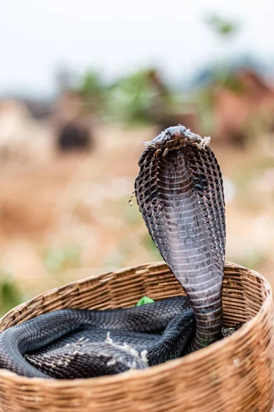 Pushkar, Rajasthan / India - November 2019 : Portrait of Indian cobra snake