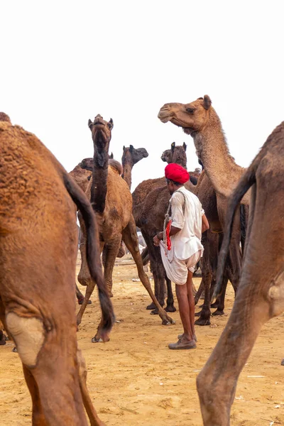 Pushkar Rajasthan Indien November 2019 Pushkar Kamelmässa 2019 Lokal Man — Stockfoto