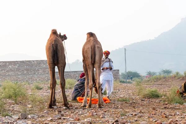 Pushkar Rajastán India Noviembre 2019 Retrato Camellos Participó Feria Camellos —  Fotos de Stock