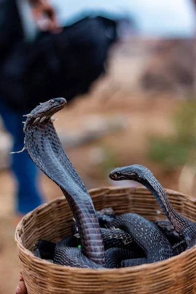 Pushkar Rajasthan India November 2019 Portrait Indian Cobra Snake — Stockfoto