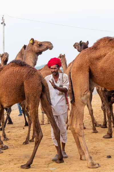 Pushkar Rajastão Índia Novembro 2019 Pushkar Camelo Justo 2019 Homem — Fotografia de Stock