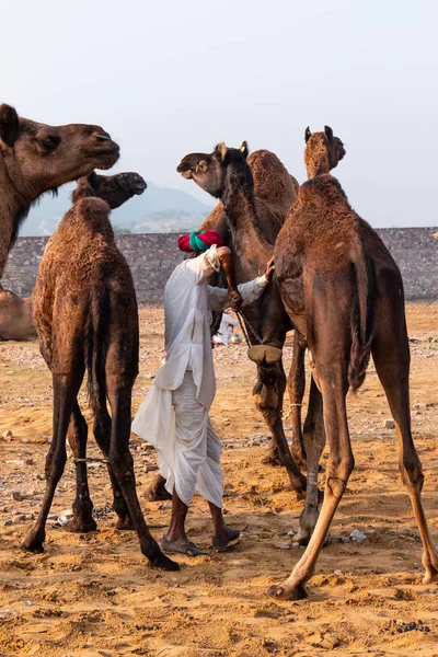 Pushkar Rajastán India Noviembre 2019 Feria Camellos Pushkar 2019 Hombre — Foto de Stock