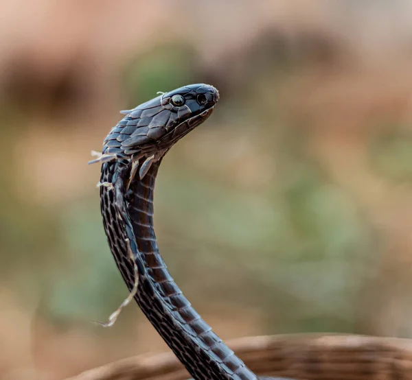Pushkar Rajasthan India November 2019 Portrait Indian Cobra Snake — Stockfoto