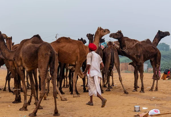 Pushkar Rajasthan Indien November 2019 Pushkar Kamelmesse 2019 Lokaler Mann — Stockfoto