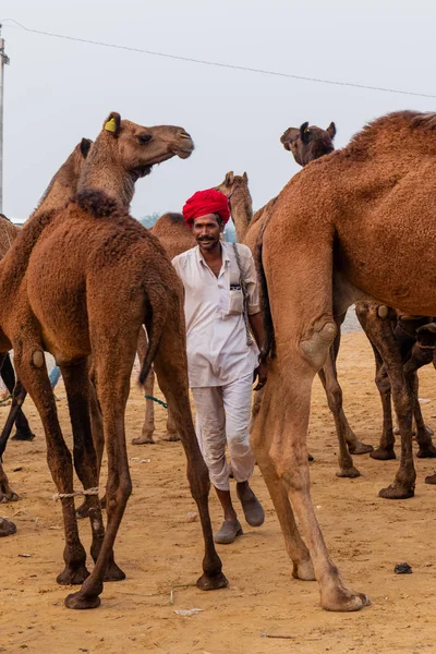 Pushkar Rajasthan Inde Novembre 2019 Foire Aux Chameaux Pushkar 2019 — Photo