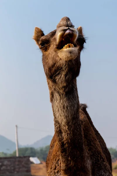 Pushkar Rajastão Índia Novembro 2019 Retrato Camelos Participou Feira Camelos — Fotografia de Stock
