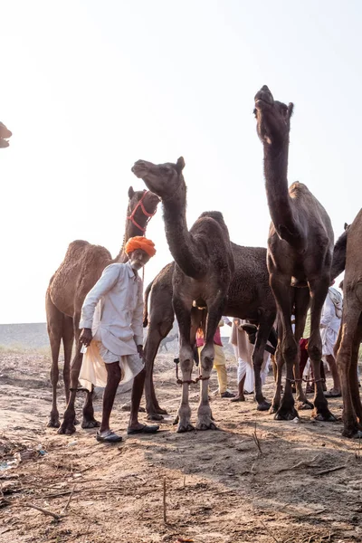 Pushkar Rajasthan Ινδία Νοέμβριος 2019 Pushkar Καμήλα Δίκαιη 2019 Ντόπιος — Φωτογραφία Αρχείου