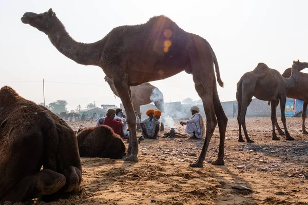 Pushkar Rajasthan Inde Novembre 2019 Les Indiens Foire Chameau Pushkar — Photo