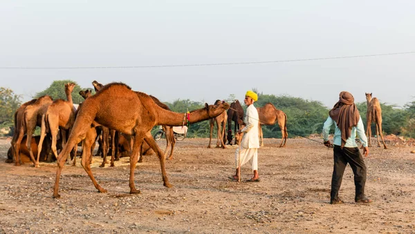 Pushkar Rajasthan India November 2019 Portrait Camel Traders Participating Camels — Stok fotoğraf