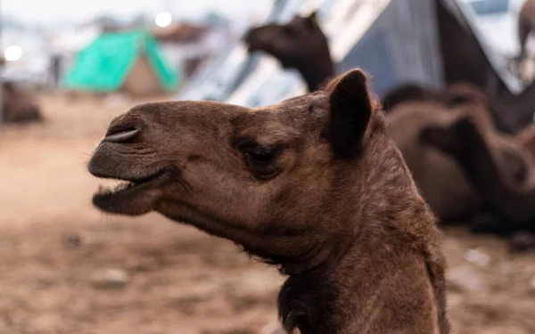 Pushkar Rajastão Índia Novembro 2019 Retrato Camelos Participou Feira Camelos — Fotografia de Stock