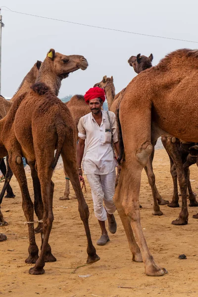 Pushkar Rajasthan Indie Listopad 2019 Veletrh Velbloudů Pushkar 2019 Místní — Stock fotografie