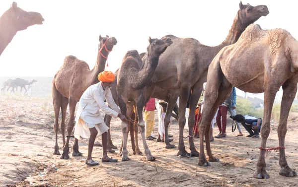 Pushkar Rajasthan Índia Novembro 2019 Pushkar Camel Fair 2019 Homem — Fotografia de Stock