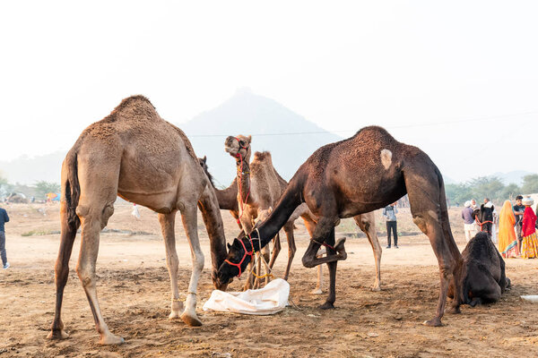 Пушкар, Раджастан / Индия - ноябрь 2019: Портрет верблюдов участвовал в ярмарке верблюдов Пушкар
 