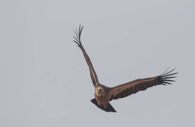 Himalaya Griffon Akbabası Jorbeer Akbaba Sığınak bikaner 'de