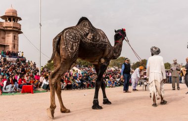Bikaner, Rajasthan / Hindistan - Ocak 2019: Bikaner 'de düzenlenen yıllık deve festivalinde yerel ve uluslararası turistleri cezbetmek için deve dansı gösterisi